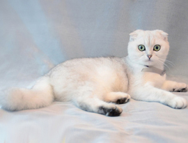 окрас шиншилла