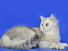 серебристая шиншилла