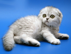 котенок шиншилла