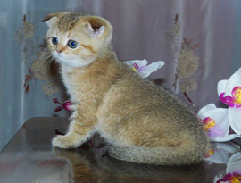 тиккированный окрас