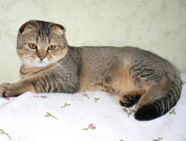 шотландская тиккированная