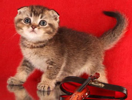 котенок шотландский тиккированный