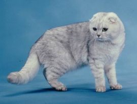 затушеванный окрас