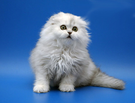 котенок затушеванный