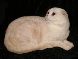 красный затушеванный окрас