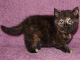 котенок черепаховый