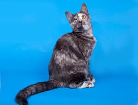 черепаха кошка