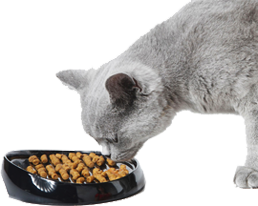 pitanie steriliz kota2