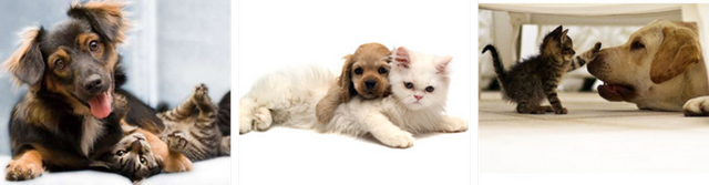 кот и собака