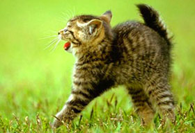 ипуганный котенок