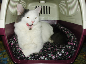 kak priuchit k perenoske koshku2