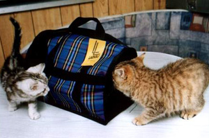 kak priuchit k perenoske koshku3