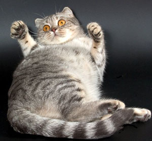 kot posle kastracii1