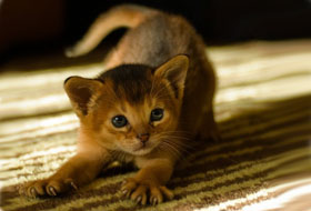 точит когти