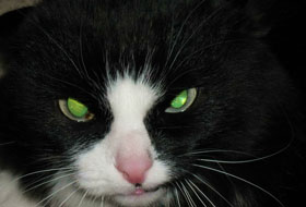 взгляд кошки