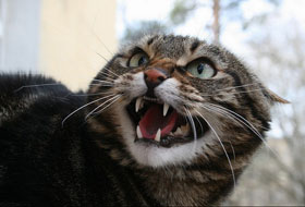 шипит кошка