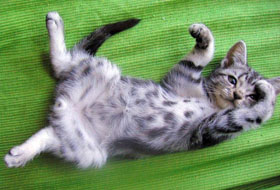 котенок на спине