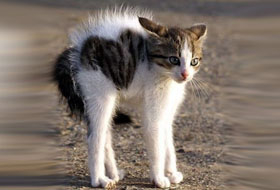 выгнута спина