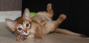 абиссинский котенок