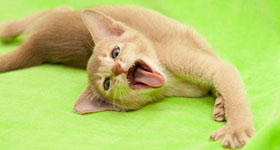 котенок абик