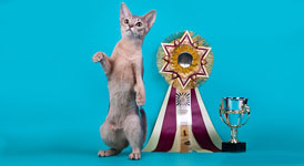 абиссинская кошка