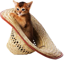 абиссинский котенок в шляпе