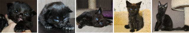 фото черный кошек