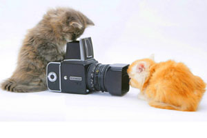 фотографировать кота