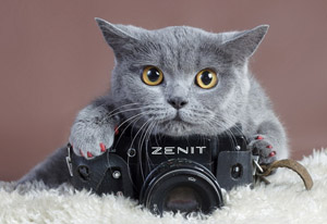 правильно фотографируем кота