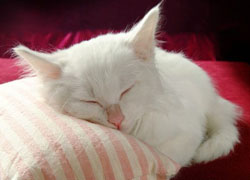 prisnilsy cat2