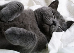 prisnilsy cat3