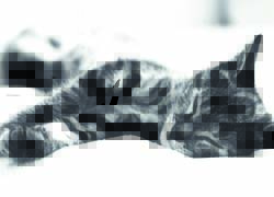 prisnilsy cat4