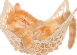 рыжий котенок во сне prisnilsy cat5