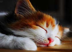 prisnilsy cat6