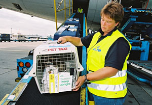 доставка кошек