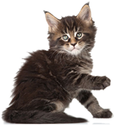 здоровый котенок