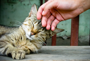 koshka istochnik energy2