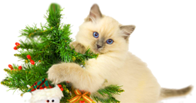 котенок с елкой