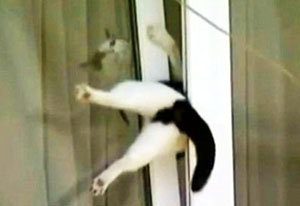 кошка застряла в окне