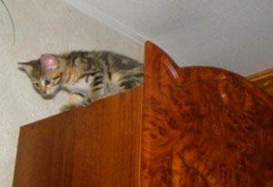 высота для кошки