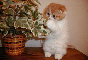 котенок и растения