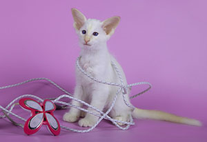 кошка и провода