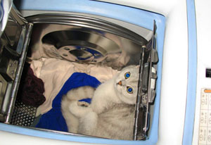 кошка в стиральной машине