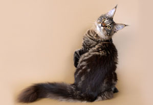 po4emy main coon2