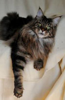 po4emy main coon3