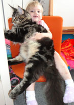 po4emy main coon4