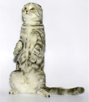 шотландский котенок как суслик