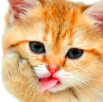 шотландский котенок