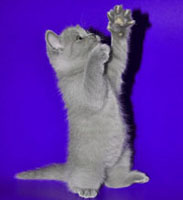 шотландсий котенок на задних лапках