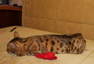 течка у кошки